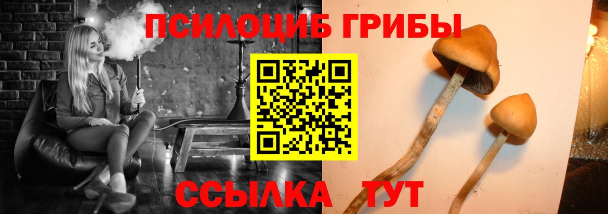 Псилоцибиновые грибы мицелий Новомосковск